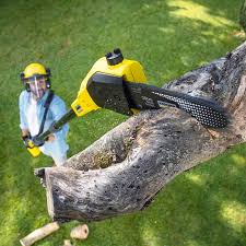 Best Sod Installation  in East Palo Alto, CA