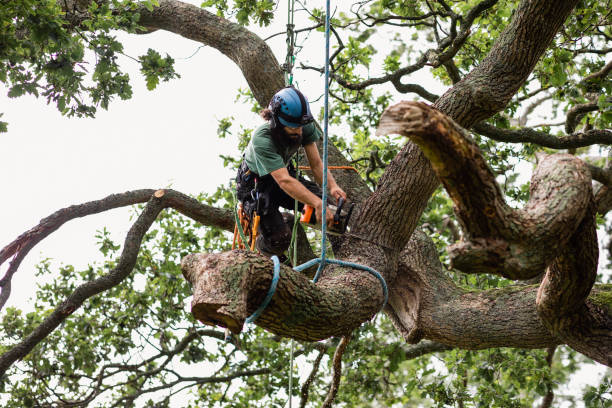 Best Commercial Tree Services  in East Palo Alto, CA