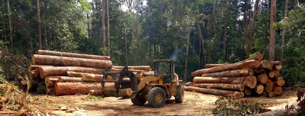 Best Lot and Land Clearing  in East Palo Alto, CA