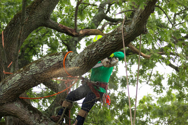 Tree and Shrub Care in East Palo Alto, CA