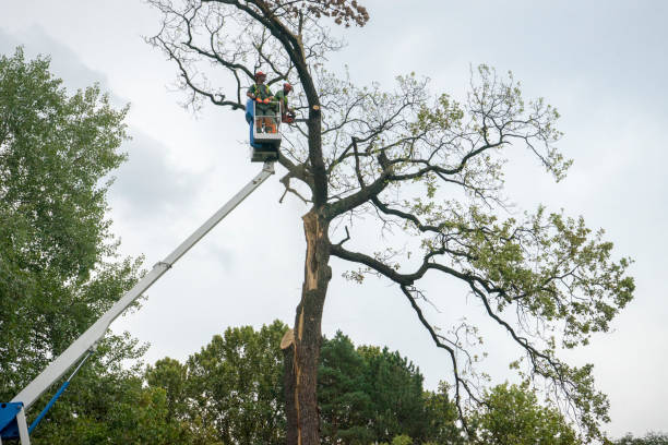 Leaf Removal in East Palo Alto, CA