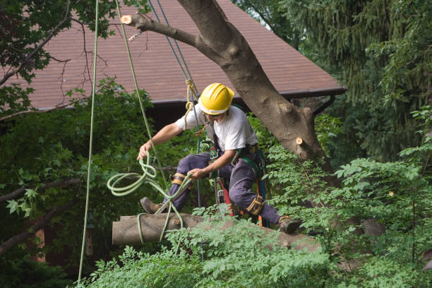 Best Tree Maintenance Programs  in East Palo Alto, CA