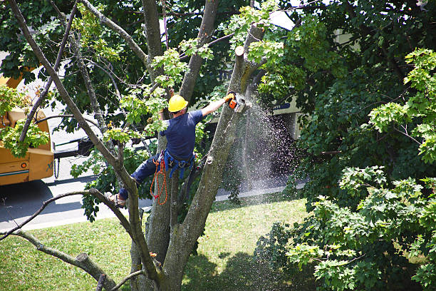 How Our Tree Care Process Works  in  East Palo Alto, CA
