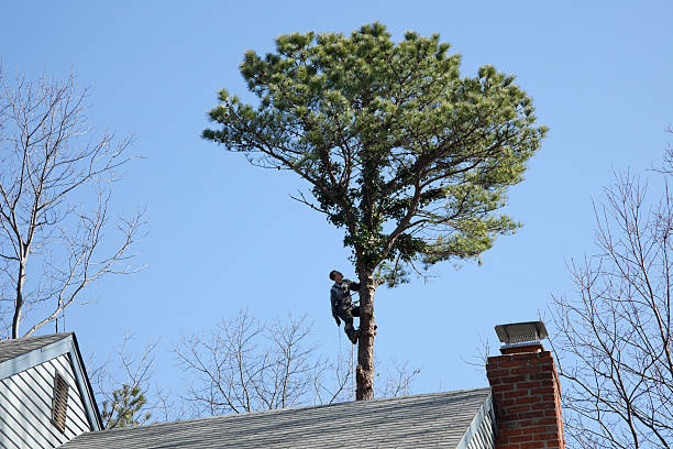 East Palo Alto, CA Tree Care Company